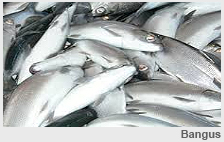 Bangus