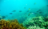 Fish Sanctuary