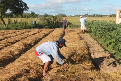 Garlic Production