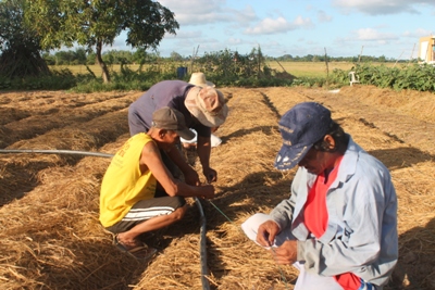 Garlic Production