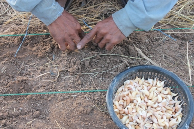 Garlic Production