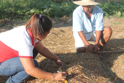 Garlic Production