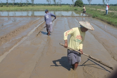 Land Preparation of Soil Amelioration on Zinc Deficient Areas