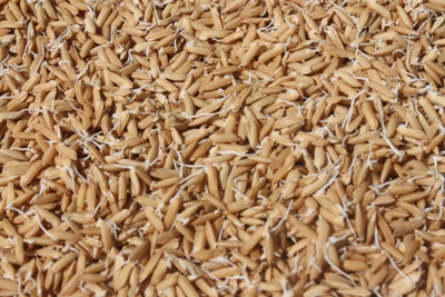 Land Preparation of Soil Amelioration on Zinc Deficient Areas