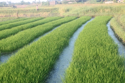 Land Preparation of Soil Amelioration on Zinc Deficient Areas