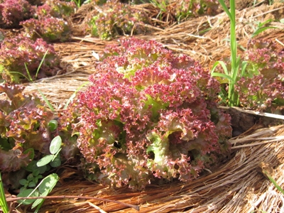Organic Farming