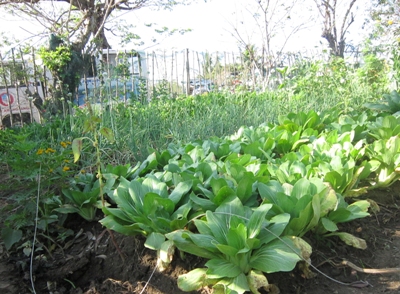 Organic Farming