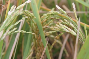 Rice