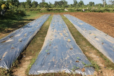 Techno Demo Farm